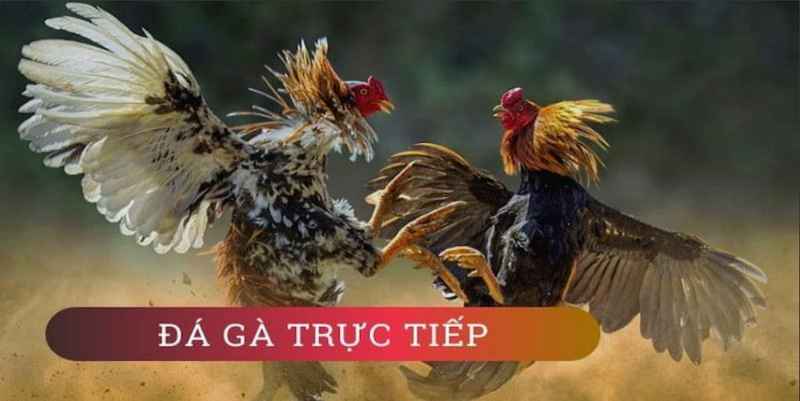Đá gà VN88: Sân chơi cá cược đá gà trực tuyến uy tín 3 Hình ảnh và giao diện đặc sắc tại Đá gà VN88